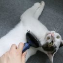 그루밍독스 | 고양이 털날림 속 털 죽은털 브러쉬 추천! 고양이 강아지빗 (사용 전후 비교)