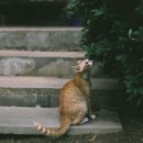 독한고양이 이미지