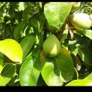 아버님농장 이미지