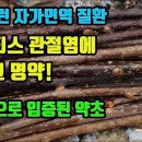 미역줄나무-류마티스관절염에 탁월한 효능 입증! 기존 치료제인 메토트렉세이트, 설파살라진 보다 우수한 효능, 항백혈병, 항암작용, 폐결핵 이미지