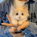 더나은펫샵 티스토리