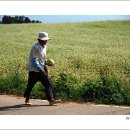 메밀꽃 필 무렵---전북 고창 이미지