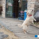 고방찬 볼케이돈 이미지