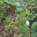 가온농장 이미지