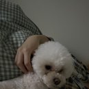 강아지 눈물 영양제 쇼미플러스 내돈내산 사용후기(빨간 눈물, 눈물 냄새)