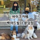 바이크애견 이미지