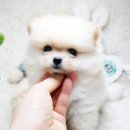 엄지애견 네이버블로그