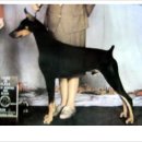 럭키켄넬 이미지