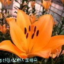 나리반점 이미지