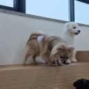 아르멍 이미지
