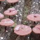 지금 장수농장 이미지