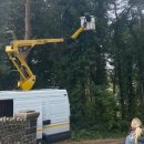 나무 밑 고양이 이미지