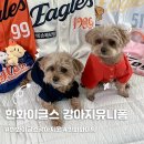뽀끼샵 | 한화이글스 강아지유니폼 사이즈팁 실착 후기