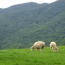 칠산바다 칠산갈매기 " 자 ! 떠나자 동해바다로 -" (평창,주문진) 이미지