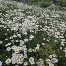 마실길 입구 주차장 | 부안변산샤스타데이지 개화상황 마실길2코스 주차장 직접다녀온후기