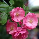 5월 축제 일정표 (+작년 후기 포함)