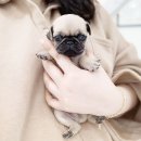 안녕, 내강아지 이미지