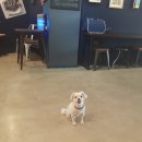 까네지노 이미지