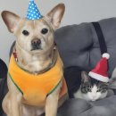 스카이블루 | [리뷰] 갤럭시 S26 울트라 스카이블루 사전예약 후기