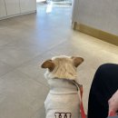 닥터김 동물의료센터 이미지