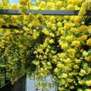 장미카페 이미지