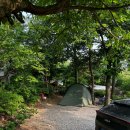 아잘리아그린 이미지