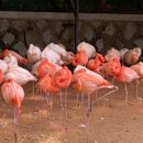 영진목장 이미지