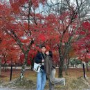 당일치기 코스] 덴류지, 도게츠교, 치쿠린 가을 단풍 여행, 미피 빵집, 당고 맛집 후기_ 코토이모 본점