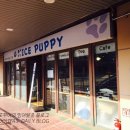 착한퍼피 이미지