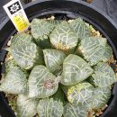 수정-101 이미지