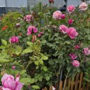 비엔베뉴 이미지