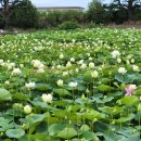 경주연꽃단지 이미지