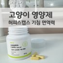 본아페티 | 고양이 영양제 기관지 본아페티 허피스캡스 후기 고양이 기침에 도움되는 영양