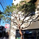 소천약국 이미지