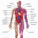 혈액순환 [血液循環, blood circulation] 이미지