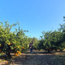 중앙4길 | 12월에 걷기좋은 올레4길, 토평리 돌담과 귤밭