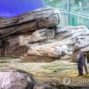 돌고래와펭귄 이미지