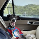 하이펫월드 이미지