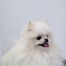 동물친구들 애견미용실 이미지