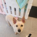 애견미용실 이미지