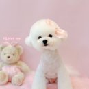 그루미재이 이미지