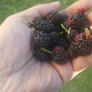 단비농장 이미지