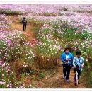 진주 대평리 코스모스밭에서....스마트폰으로 촬영 이미지