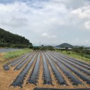 천기농장 이미지