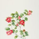 아모레플라워 이미지