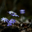 들꽃향기머무는곳 이미지