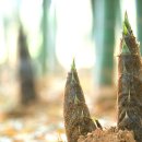 고찬규의 ＜죽순＞ 이미지