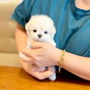 광주강아지분양 고양이분양 24시 데려가개본점 이미지