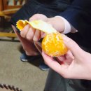 한아름농장 | 제주 동쪽 가볼만한 프루떼 귤체험농장 구운귤 맛집 내돈내산