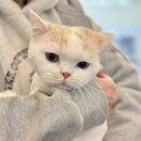 고양이 무마취 미용전문 이미지